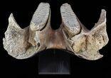 Wide Woolly Mammoth Lower Jaw With M Molars #57823-11